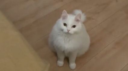 Illustration : Inqui&egrave;te pour son humaine pr&eacute;f&eacute;r&eacute;e alit&eacute;e depuis 3 jours, cette chatte lui apporte des croquettes sur son lit (vid&eacute;o)