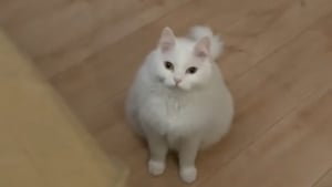 Illustration : Inquiète pour son humaine préférée alitée depuis 3 jours, cette chatte lui apporte des croquettes sur son lit (vidéo)