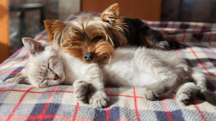 Illustration : Virbac r&eacute;volutionne la gestion du stress animal en d&eacute;voilant une nouvelle g&eacute;n&eacute;ration de produits apaisants pour chien et chat