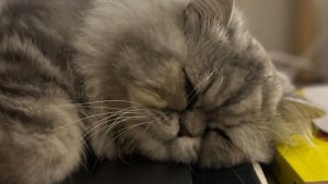 Illustration : « Mon oncle a emménagé dans une nouvelle maison et abandonné son chat », une jeune femme se mobilise pour redonner le sourire à un Persan abandonné