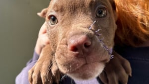 Illustration : Arrivé au refuge avec des plaies béantes, ce chiot courageux surmonte son traumatisme et rejoint enfin la famille de ses rêves