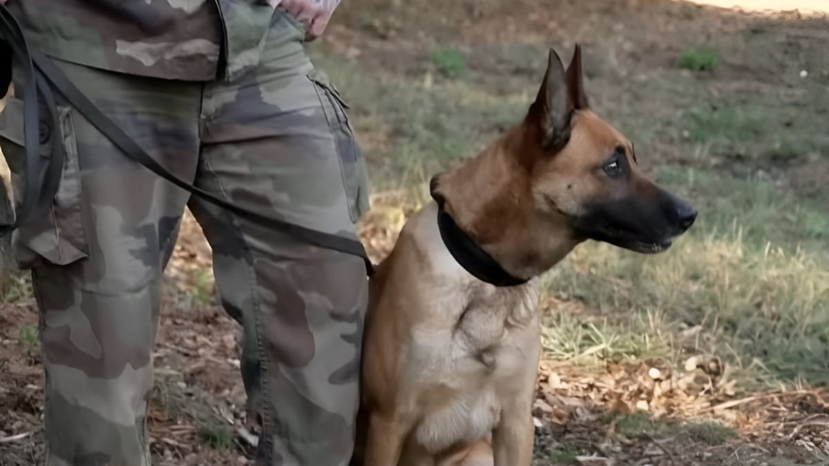 Illustration : "A la tombée de la nuit en forêt, le chien des gendarmes s’élance sur plusieurs kilomètres à la recherche d'un octogénaire disparu"