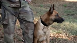 Illustration : "A la tombée de la nuit en forêt, le chien des gendarmes s’élance sur plusieurs kilomètres à la recherche d'un octogénaire disparu"