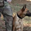 Illustration : A la tomb&eacute;e de la nuit en for&ecirc;t, le chien des gendarmes s&rsquo;&eacute;lance sur plusieurs kilom&egrave;tres &agrave; la recherche d'un octog&eacute;naire disparu