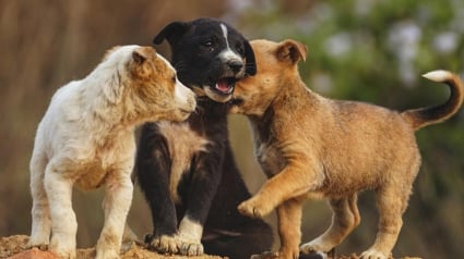 Illustration : Appel&eacute;s pour un logement laiss&eacute; &agrave; l&rsquo;abandon, des policiers d&eacute;couvrent une port&eacute;e de chiots incapable de tenir debout puis d'autres chiens vivant dans l'insalubrit&eacute;