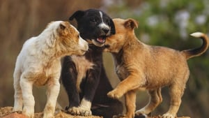 Illustration : "Appelés pour un logement laissé à l’abandon, des policiers découvrent une portée de chiots incapable de tenir debout puis d'autres chiens vivant dans l'insalubrité"