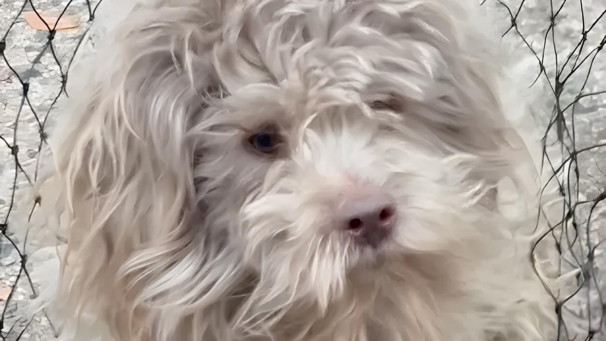 Illustration : "Découvert blotti sous un tas de feuilles, un petit chien insaisissable retrouve enfin la sécurité après une année de survie (vidéo)"