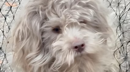 Illustration : D&eacute;couvert blotti sous un tas de feuilles, un petit chien insaisissable retrouve enfin la s&eacute;curit&eacute; apr&egrave;s une ann&eacute;e de survie (vid&eacute;o)