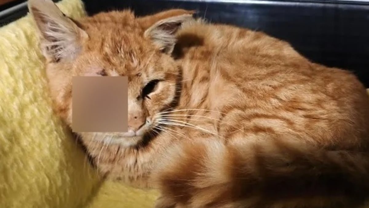 Illustration : "Intrigué par des cris de détresse, il découvre un chat blessé par des dizaines de plombs et fait de son mieux pour l'aider à s'en sortir"