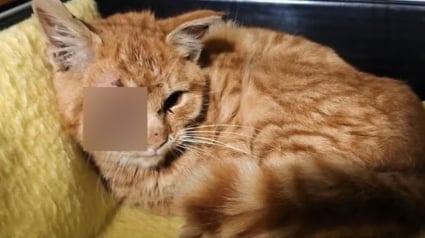 Illustration : Intrigu&eacute; par des cris de d&eacute;tresse, il d&eacute;couvre un chat bless&eacute; par des dizaines de plombs et fait de son mieux pour l'aider &agrave; s'en sortir