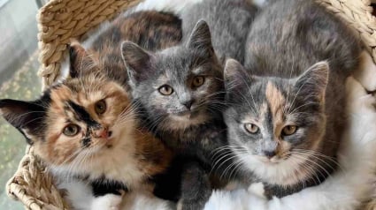 Illustration : Une famille parcourt des heures de route pour adopter 3 chatons craintifs et &eacute;viter qu&rsquo;ils soient s&eacute;par&eacute;s (vid&eacute;o)