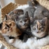 Illustration : Une famille parcourt des heures de route pour adopter 3 chatons craintifs et &eacute;viter qu&rsquo;ils soient s&eacute;par&eacute;s (vid&eacute;o)