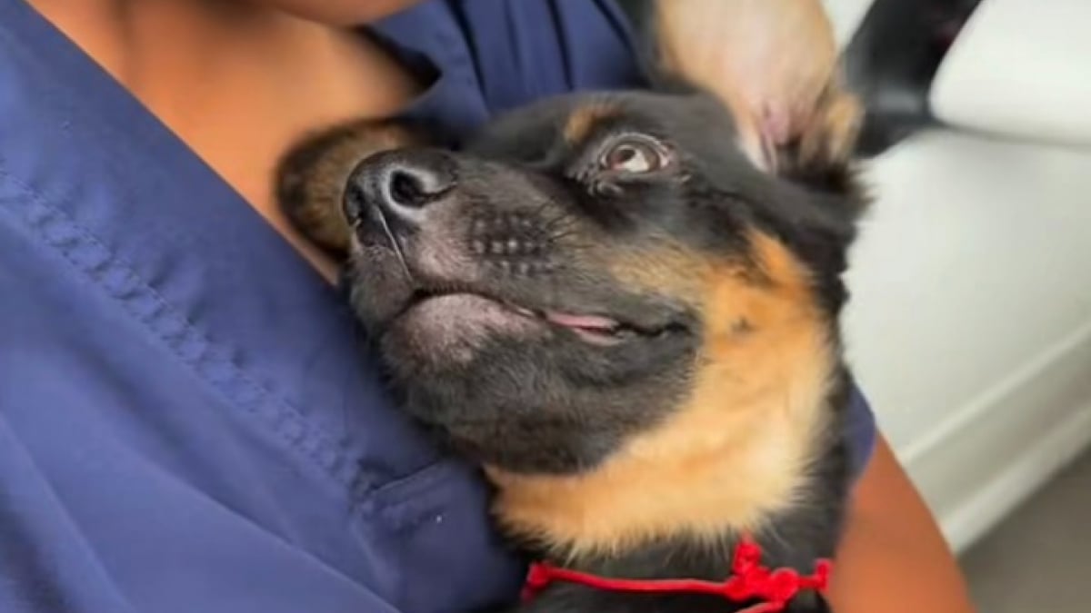 Illustration : "Un sauveteur craint le pire pour un chiot gravement blessé au cerveau avant que celui-ci ne surmonte l’impossible (vidéo)"