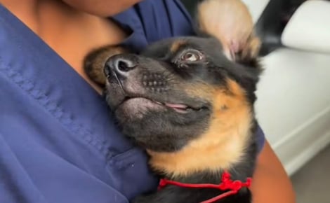 Un sauveteur craint le pire pour un chiot gravement blessé au cerveau avant que celui-ci ne surmonte l’impossible (vidéo)