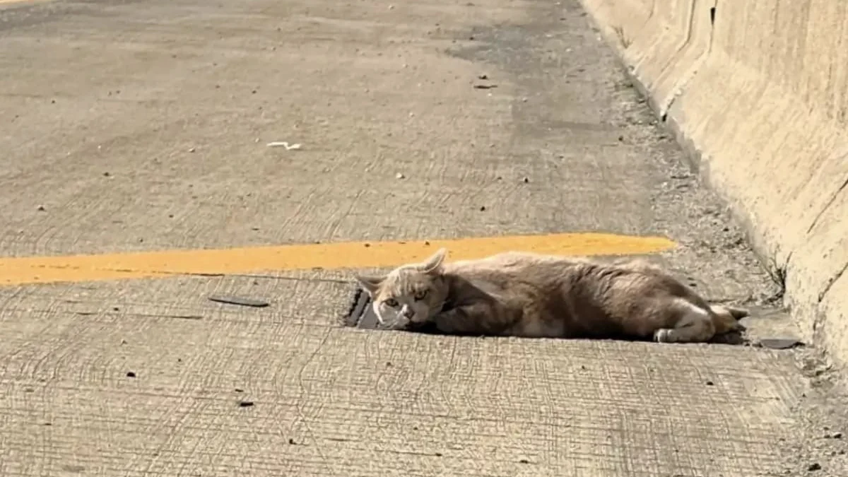 Illustration : "Elle repère un chat allongé sur l'autoroute et craint d'être arrivée trop tard, mais le regard qu'il lui lance relance l'espoir"