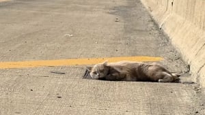 Illustration : "Elle repère un chat allongé sur l'autoroute et craint d'être arrivée trop tard, mais le regard qu'il lui lance relance l'espoir"