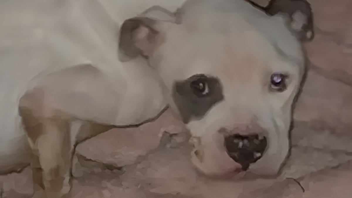 Illustration : "Par un matin glacé, elle découvre un chien squelettique et blessé sous sa voiture et décide de tout faire pour le sauver"