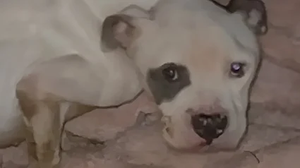 Illustration : Par un matin glac&eacute;, elle d&eacute;couvre un chien squelettique et bless&eacute; sous sa voiture et d&eacute;cide de tout faire pour le sauver