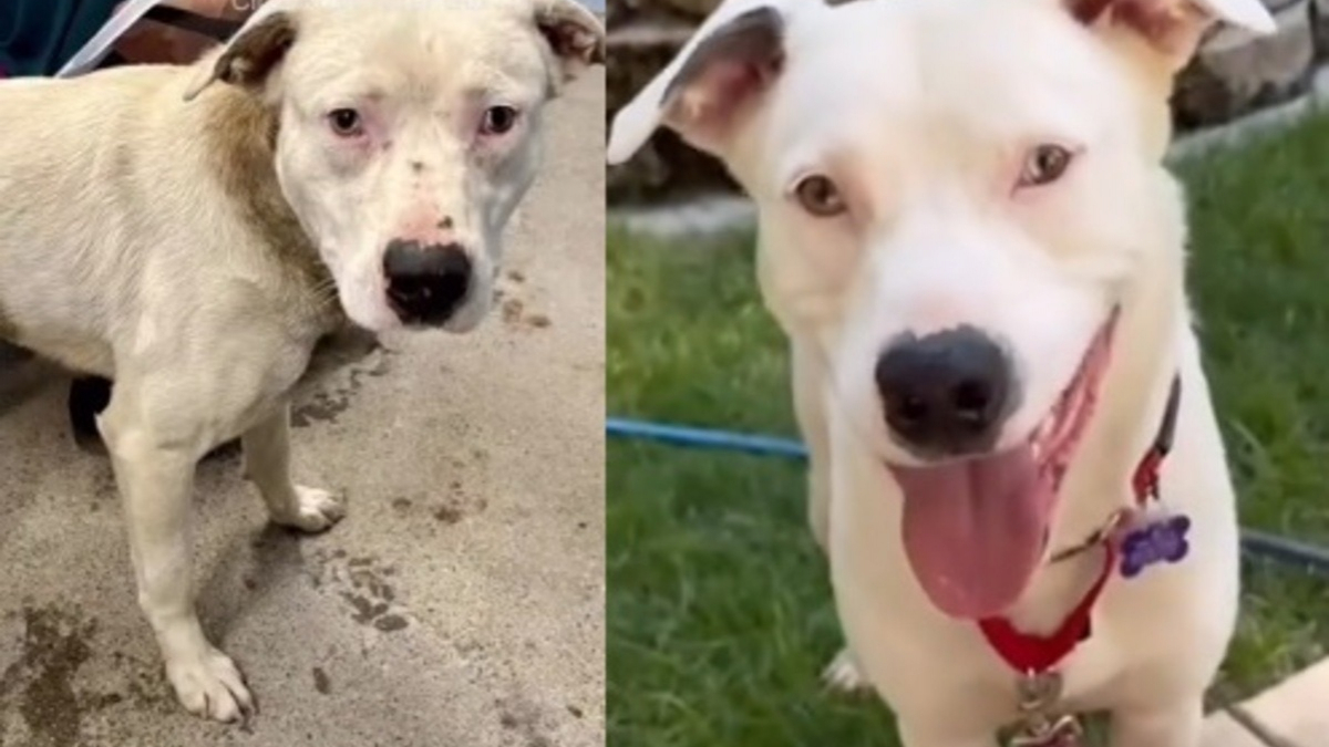 Illustration : "Maigre, muselé avec un câble et une lourde chaîne attachée au cou à son arrivée au refuge, ce chien renaît grâce à une bénévole dévouée"