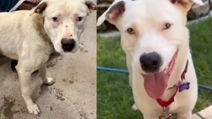 Illustration : Maigre, musel&eacute; avec un c&acirc;ble et une lourde cha&icirc;ne attach&eacute;e au cou &agrave; son arriv&eacute;e au refuge, ce chien rena&icirc;t gr&acirc;ce &agrave; une b&eacute;n&eacute;vole d&eacute;vou&eacute;e