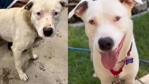 Illustration : Maigre, muselé avec un câble et une lourde chaîne attachée au cou à son arrivée au refuge, ce chien renaît grâce à une bénévole dévouée