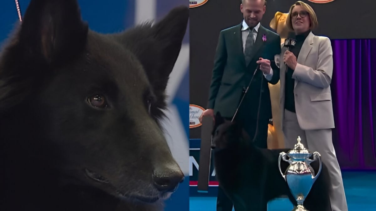 Illustration : "En pénétrant dans le ring d’un prestigieux concours canin, une chienne révèle une élégance qui ne laisse plus le choix au jury"