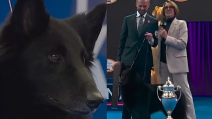 Illustration : En pénétrant dans le ring d’un prestigieux concours canin, une chienne révèle une élégance qui ne laisse plus le choix au jury