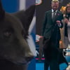 Illustration : En pénétrant dans le ring d’un prestigieux concours canin, une chienne révèle une élégance qui ne laisse plus le choix au jury