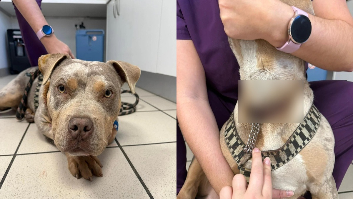 Illustration : "Lors de son arrivée en urgence chez le vétérinaire, un jeune chien révèle une chaîne incrustée dans sa chair qui soulève un douloureux mystère"