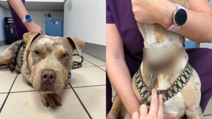 Illustration : Lors de son arriv&eacute;e en urgence chez le v&eacute;t&eacute;rinaire, un jeune chien r&eacute;v&egrave;le une cha&icirc;ne incrust&eacute;e dans sa chair qui soul&egrave;ve un douloureux myst&egrave;re