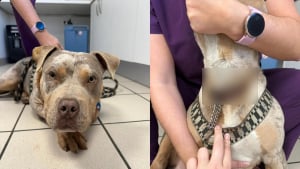Illustration : Lors de son arriv&eacute;e en urgence chez le v&eacute;t&eacute;rinaire, un jeune chien r&eacute;v&egrave;le une cha&icirc;ne incrust&eacute;e dans sa chair qui soul&egrave;ve un douloureux myst&egrave;re