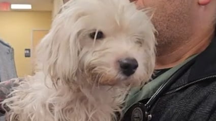 Illustration : Un chien re&ccedil;oit des soins intensifs apr&egrave;s avoir &eacute;t&eacute; jet&eacute; dans un sac en plastique par-dessus un portail, sa propri&eacute;taire est poursuivie