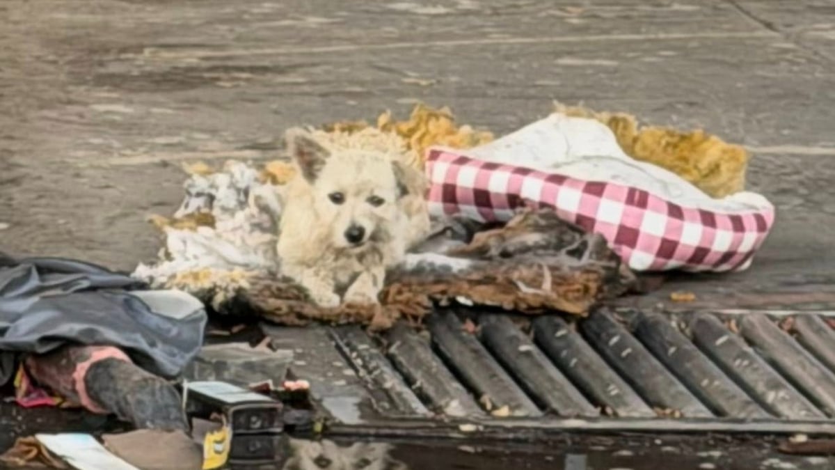 Illustration : "« C’était le seul “chez-soi” qu’il ait jamais connu », un chien errant vivant dans les ordures supplie un sauveteur de venir à son secours (vidéo)"