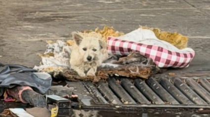 Illustration : &laquo; C&rsquo;&eacute;tait le seul &ldquo;chez-soi&rdquo; qu&rsquo;il ait jamais connu &raquo;, un chien errant vivant dans les ordures supplie un sauveteur de venir &agrave; son secours (vid&eacute;o)