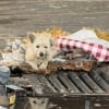 Illustration : &laquo; C&rsquo;&eacute;tait le seul &ldquo;chez-soi&rdquo; qu&rsquo;il ait jamais connu &raquo;, un chien errant vivant dans les ordures supplie un sauveteur de venir &agrave; son secours (vid&eacute;o)
