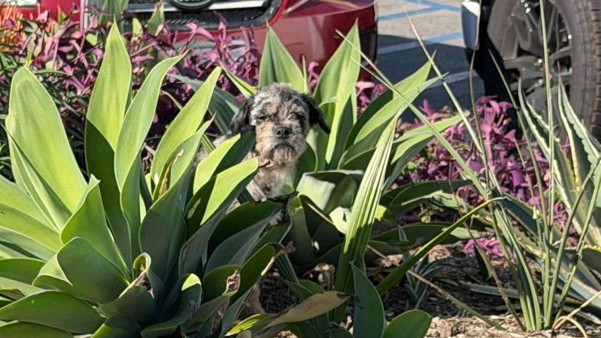 Illustration : "« Ce petit buisson était devenu son seul refuge », des bienfaitrices passent 3 semaines à gagner la confiance d'un chien caché au milieu des végétaux"