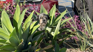 Illustration : « Ce petit buisson était devenu son seul refuge », des bienfaitrices passent 3 semaines à gagner la confiance d'un chien caché au milieu des végétaux