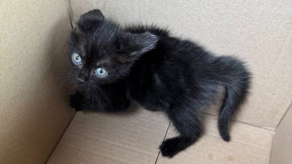 Illustration : Apr&egrave;s une livraison devant sa porte, une femme entend un miaulement venant d&rsquo;un de ses colis