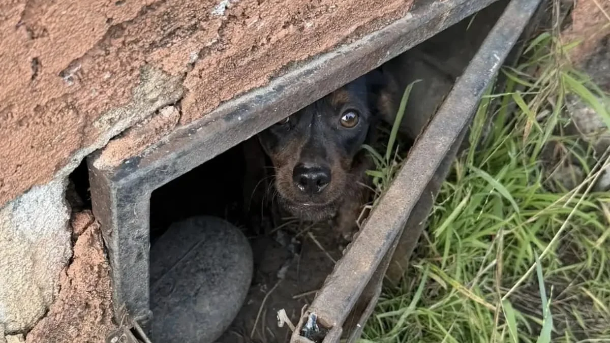 Illustration : "Des âmes bienveillantes nourrissent une chienne errante sans pouvoir l'approcher et découvrent qu'elle cache un secret sous une maison"