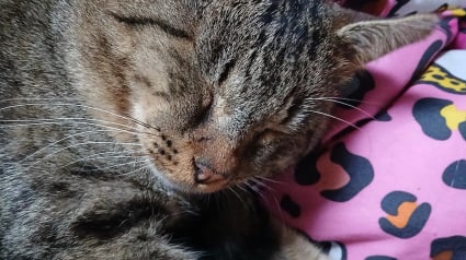 Illustration : "Les m&ecirc;mes cicatrices, les m&ecirc;mes marques, le m&ecirc;me miaulement", le chat perdu de son enfance appara&icirc;t devant sa porte 3 ans apr&egrave;s leur d&eacute;m&eacute;nagement