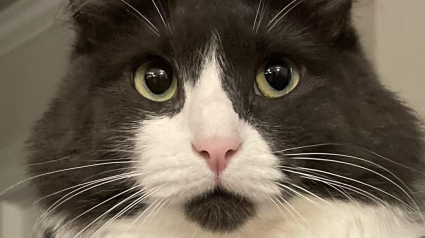 Illustration : Voyant une famille ayant r&eacute;cemment emm&eacute;nag&eacute; sortir r&eacute;cup&eacute;rer son courrier, une chatte traverse la rue pour la rejoindre et s'invite chez elle pour toujours