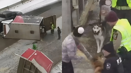 Illustration : Un musher entend un bruit sourd sur l'autoroute et d&eacute;couvre avec effroi que sa remorque transportant ses 9 chiens de tra&icirc;neau s'est disloqu&eacute;e