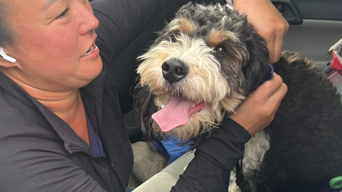 Illustration : "Effrayé par une mise en scène du Far West, un chien s’échappe et déclenche un formidable élan de solidarité"