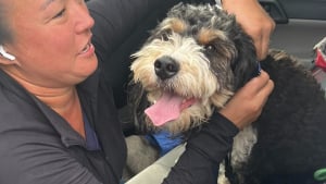 Illustration : Effrayé par une mise en scène du Far West, un chien s’échappe et déclenche un formidable élan de solidarité