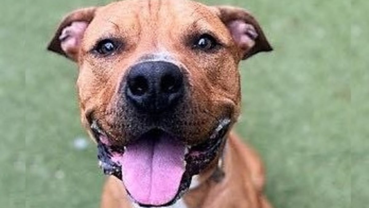 Illustration : "Après 1000 jours d'attente, ce chien ayant grandi au refuge découvre le confort d'un canapé et l'amour d'une famille"