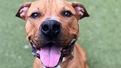 Illustration : Apr&egrave;s 1000 jours d'attente, ce chien ayant grandi au refuge d&eacute;couvre le confort d'un canap&eacute; et l'amour d'une famille