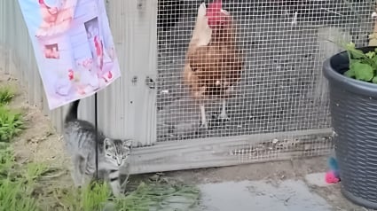 Illustration : Essayant de gagner la confiance d'un chaton errant pendant 2 semaines, elle y parvient gr&acirc;ce &agrave; des alli&eacute;es inattendues du c&ocirc;t&eacute; du poulailler