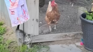 Illustration : Essayant de gagner la confiance d'un chaton errant pendant 2 semaines, elle y parvient grâce à des alliées inattendues du côté du poulailler