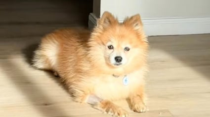 Illustration : Apr&egrave;s 12 ans pass&eacute;s en cage, ce petit chien d&eacute;couvre enfin la libert&eacute; et l&rsquo;amour gr&acirc;ce &agrave; une jeune femme (vid&eacute;o)