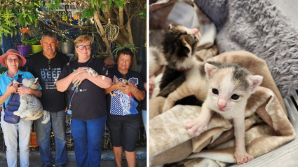 Illustration : Un couple d&eacute;truit sa maison pour sauver des chatons en d&eacute;tresse, provoquant une mobilisation solidaire de ses voisins